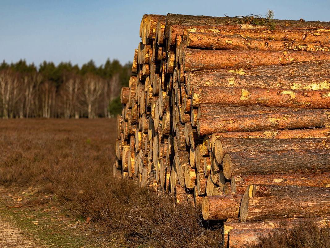 В России с начала 2025 года незаконная рубка сократилась почти на 30%